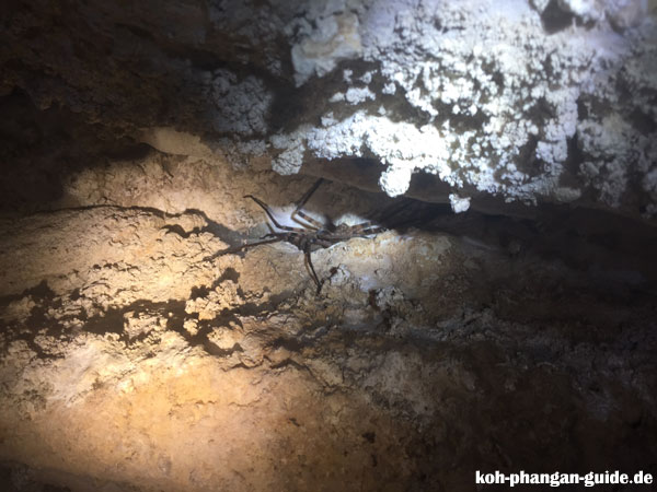 Spinne im Lod Cave
